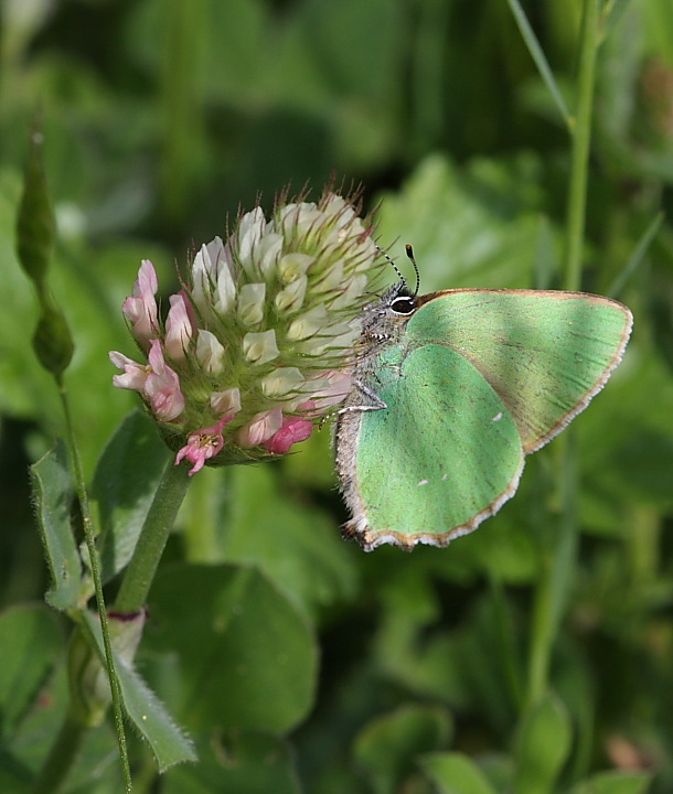 Aiuto idenficazione - Callophrys rubi